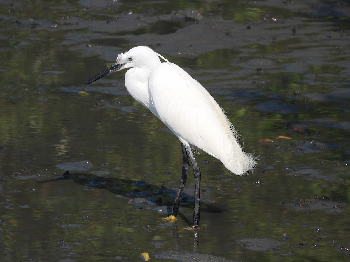 Little Egret - ML143833821