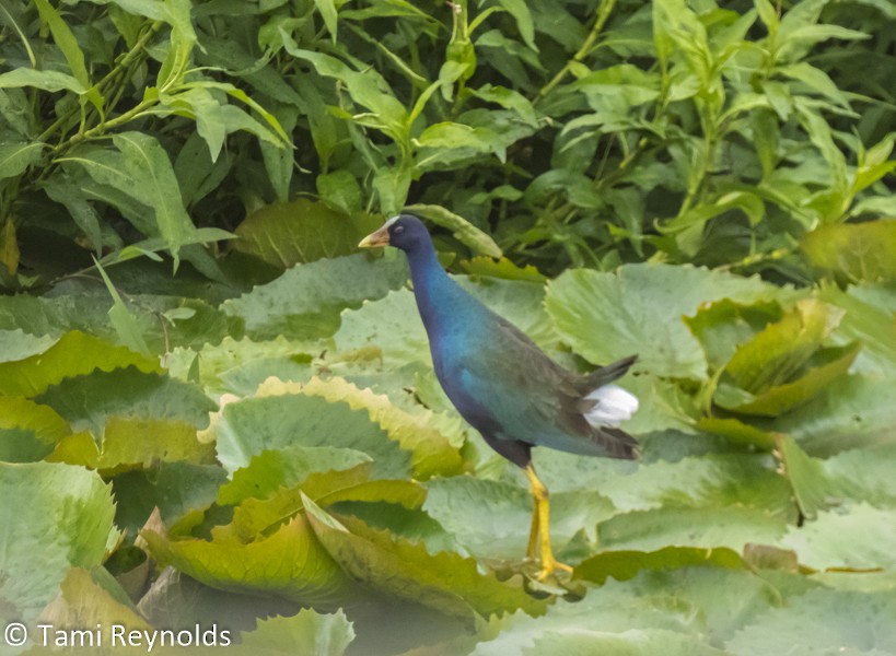 Purple Gallinule - Tami Reynolds