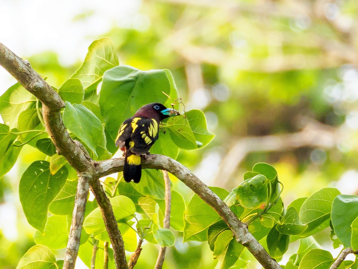 Banded Broadbill - ML143835611