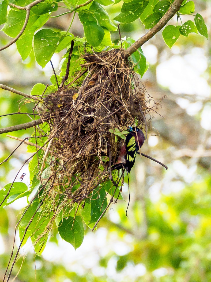 Banded Broadbill - ML143835631