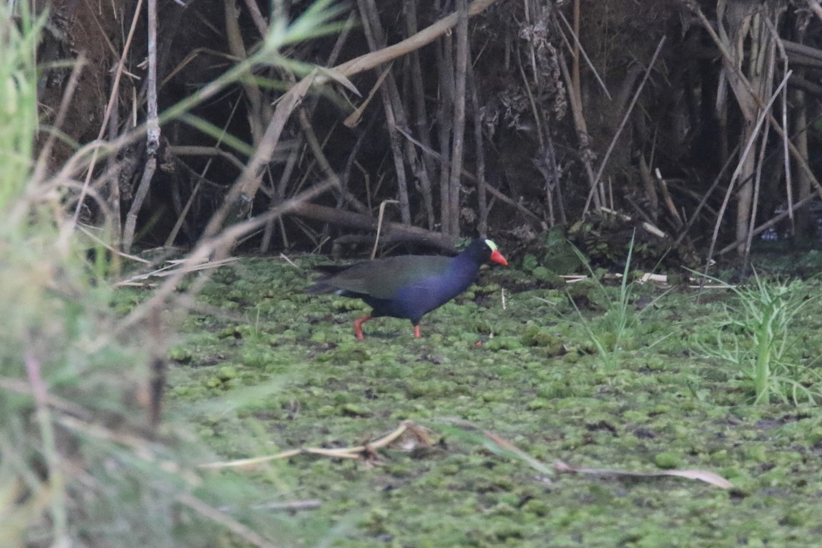 Allen's Gallinule - ML143836371