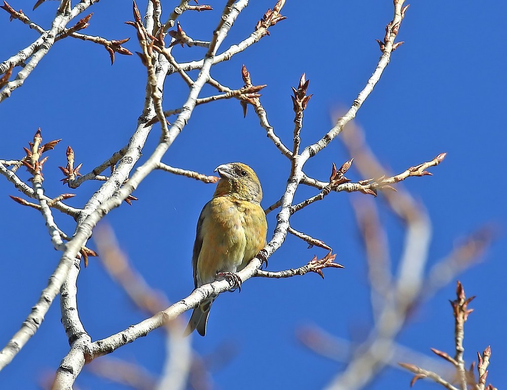 Red Crossbill - ML143839931