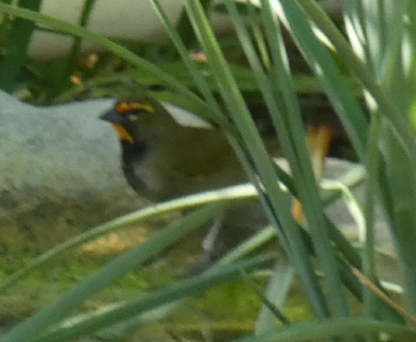 Yellow-faced Grassquit - ML143841001