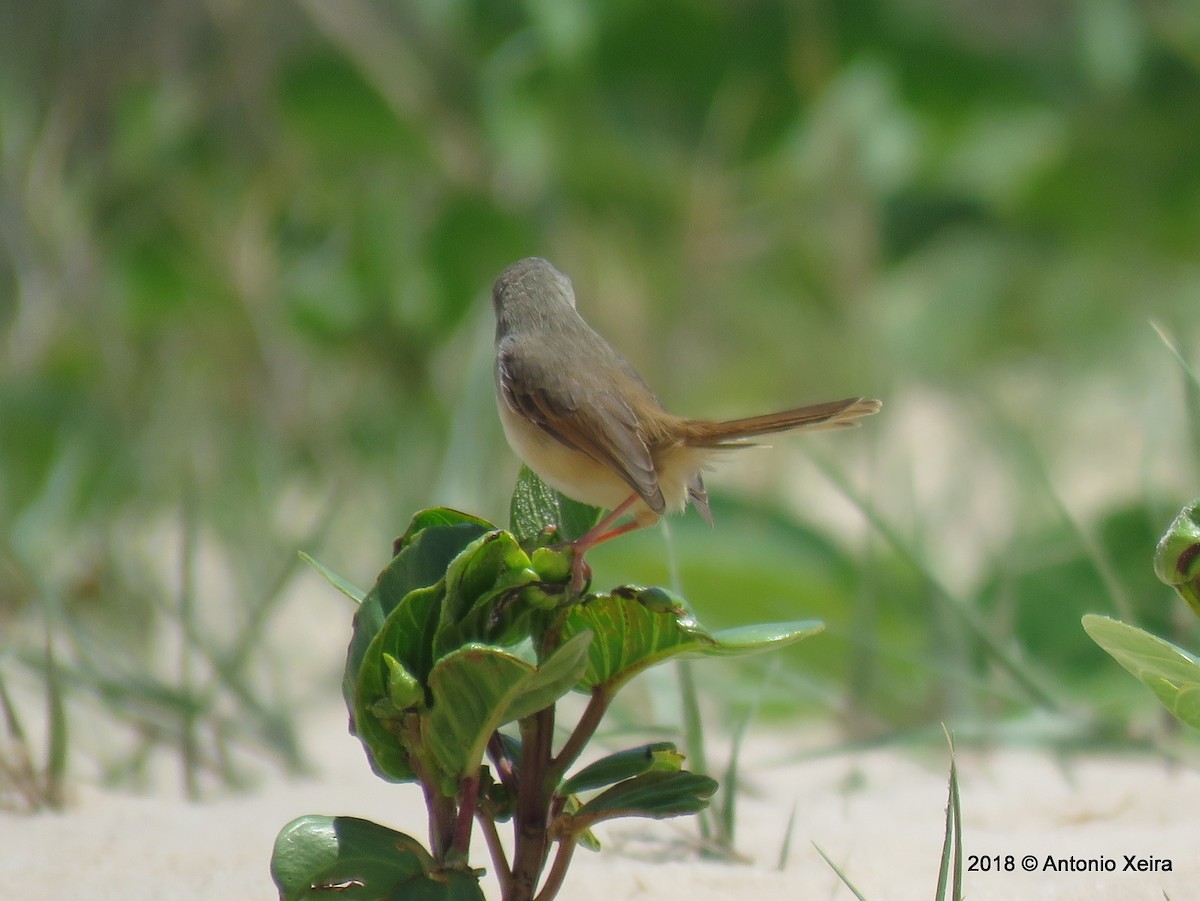 Prinia Modesta - ML143841731