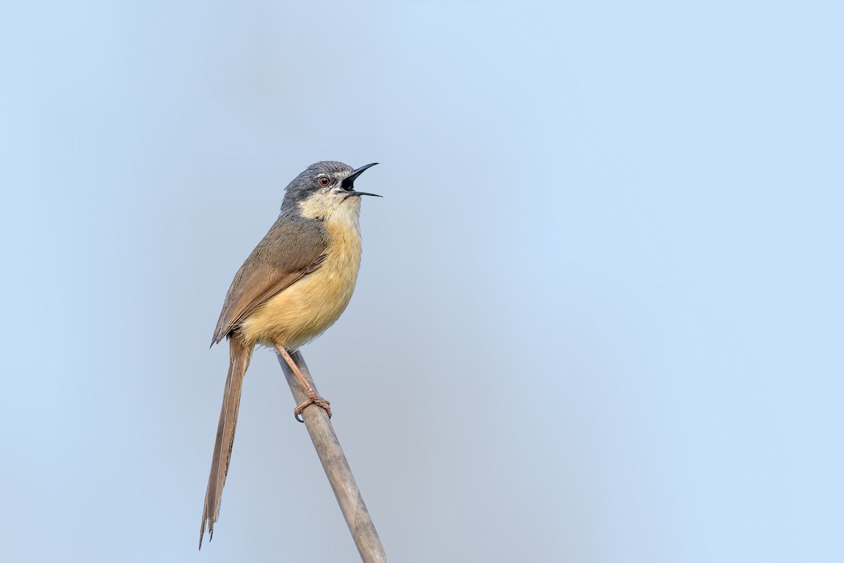 Ashy Prinia - ML143841881