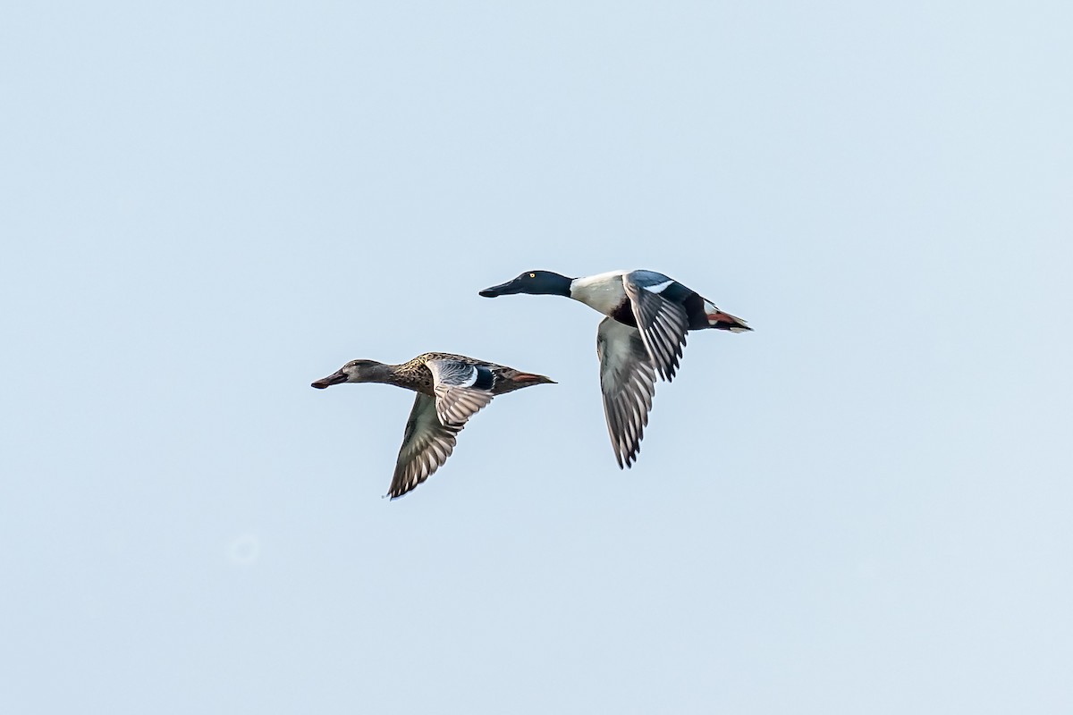 Northern Shoveler - Nitin Chandra