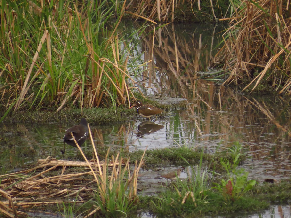 Greater Painted-Snipe - ML143843611