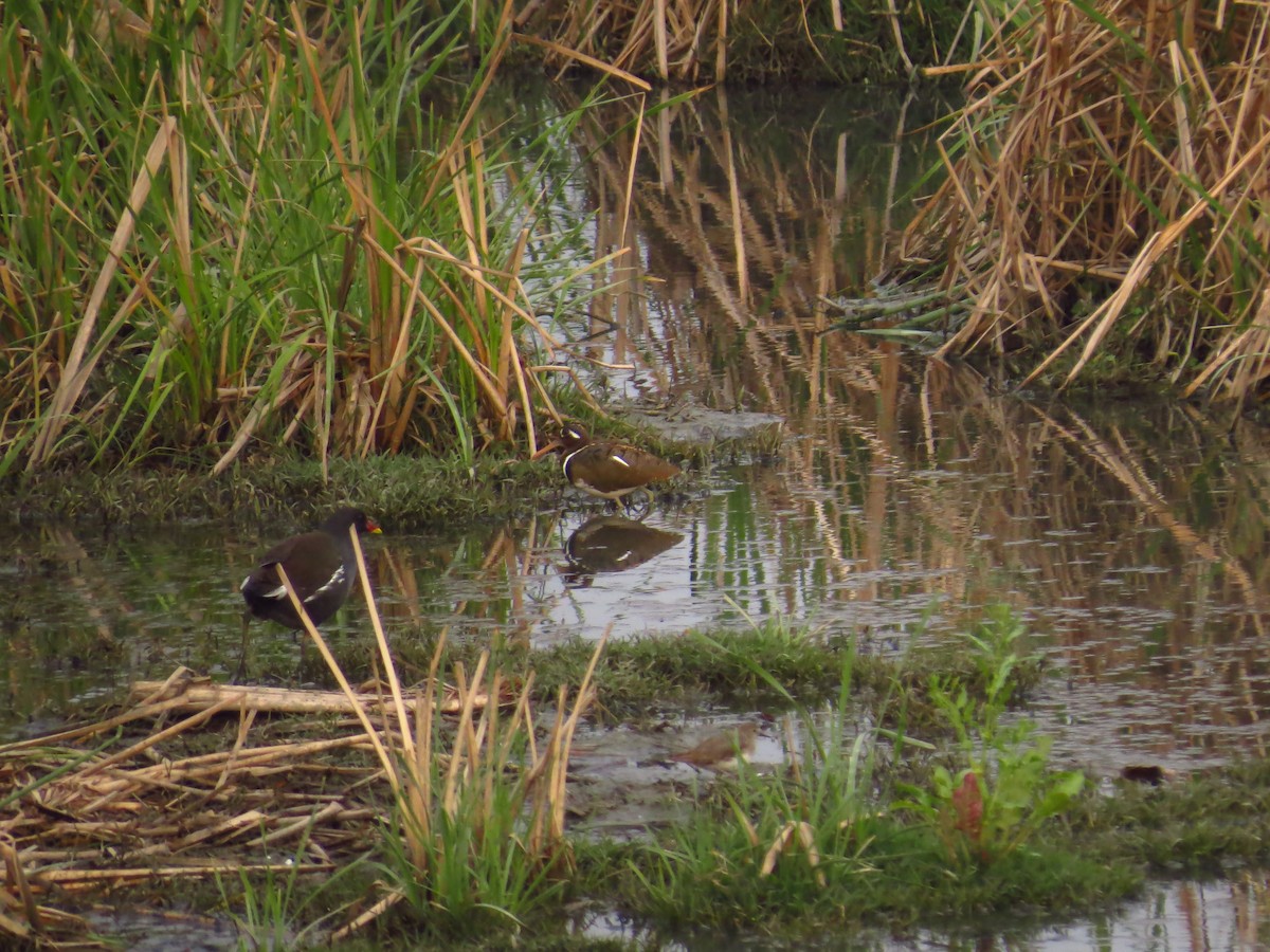 Greater Painted-Snipe - ML143843621
