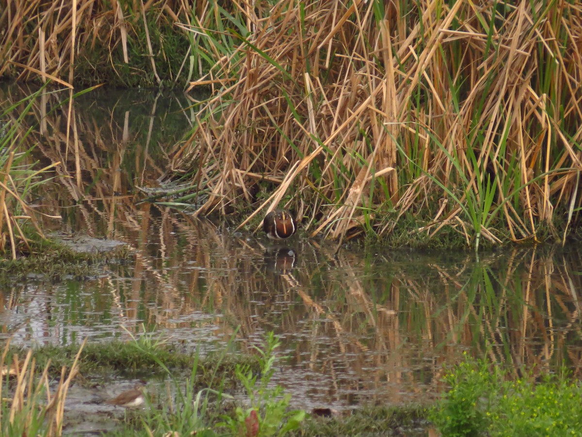 Greater Painted-Snipe - ML143843641