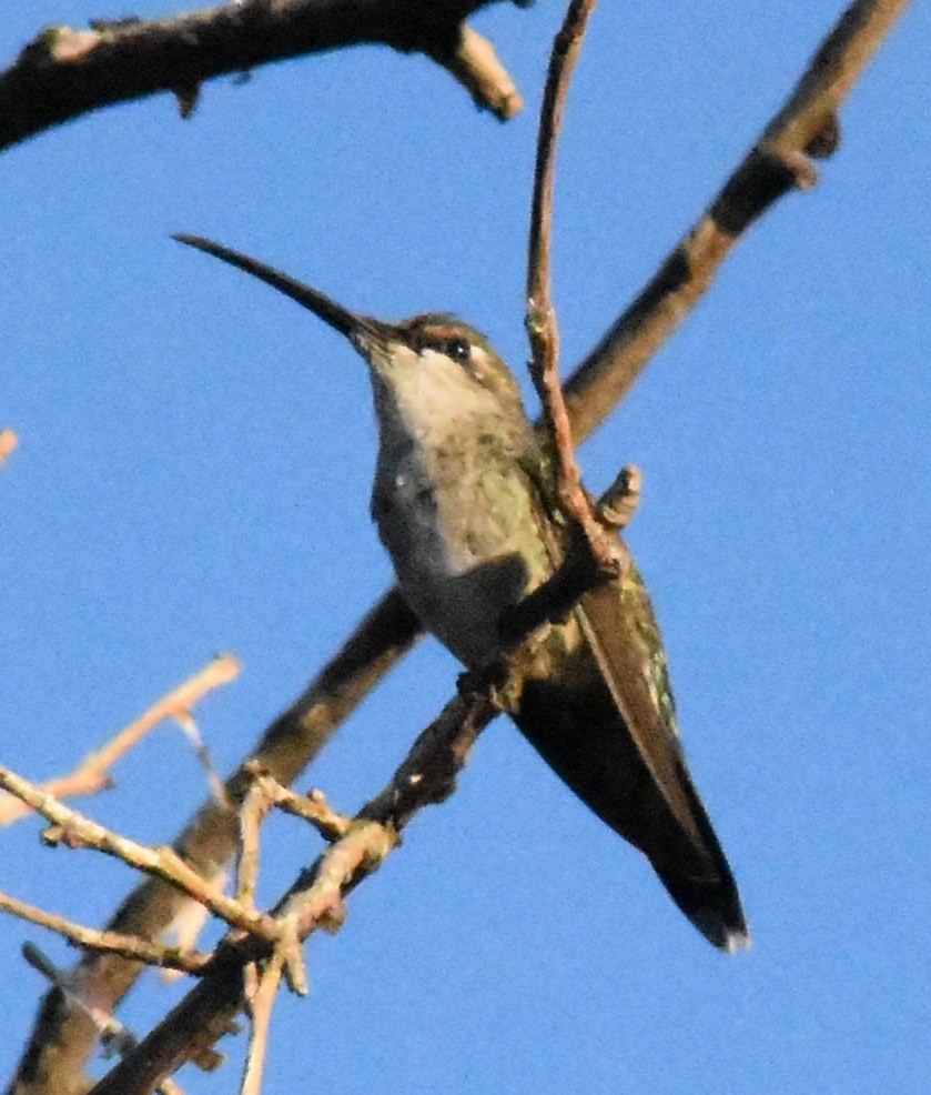 Blue-tufted Starthroat - ML143845481