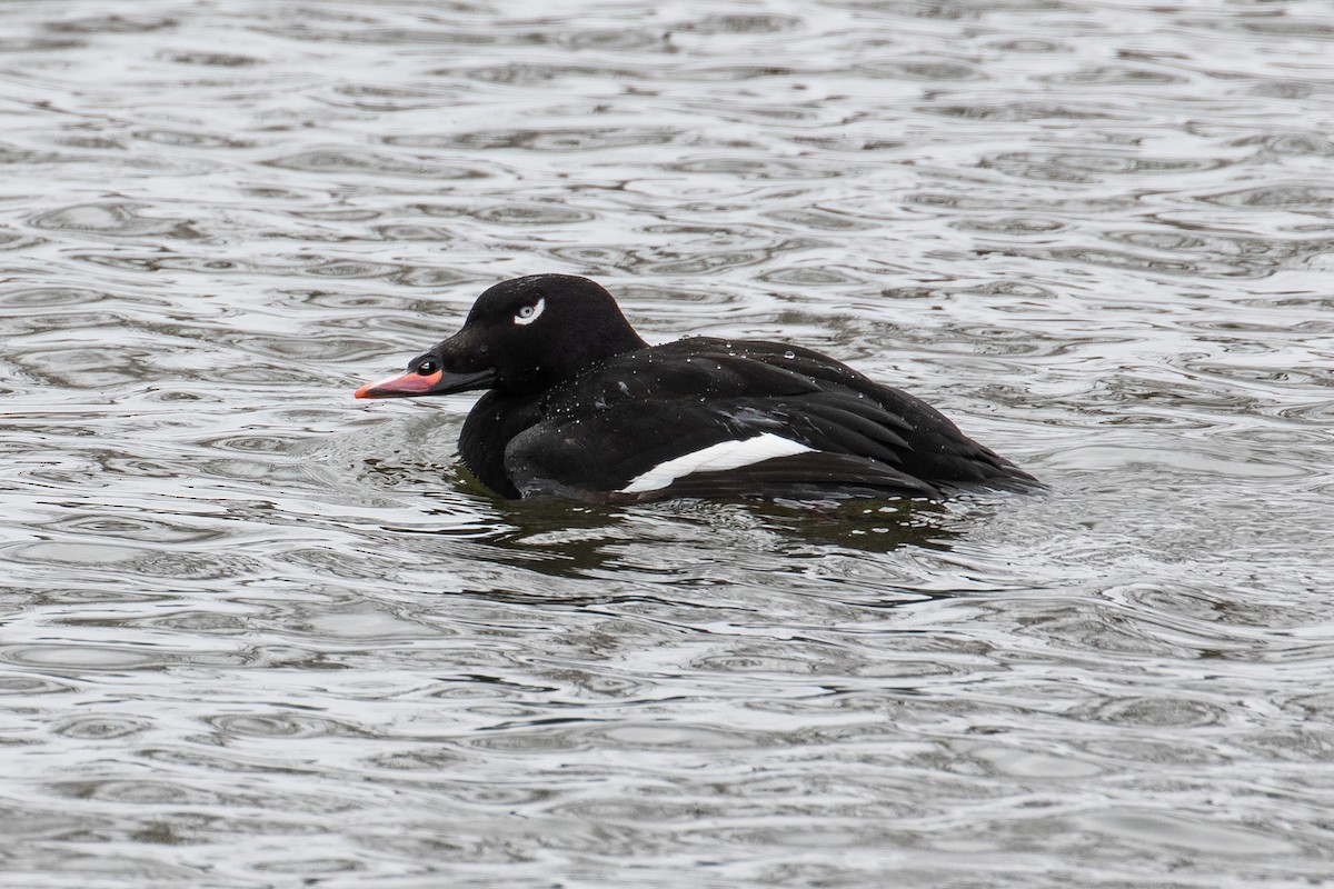 White-winged Scoter - ML143847371