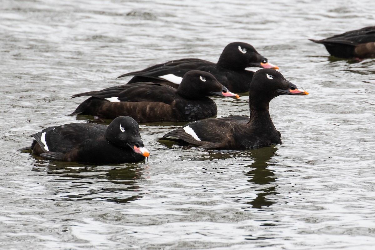 White-winged Scoter - James Kennerley