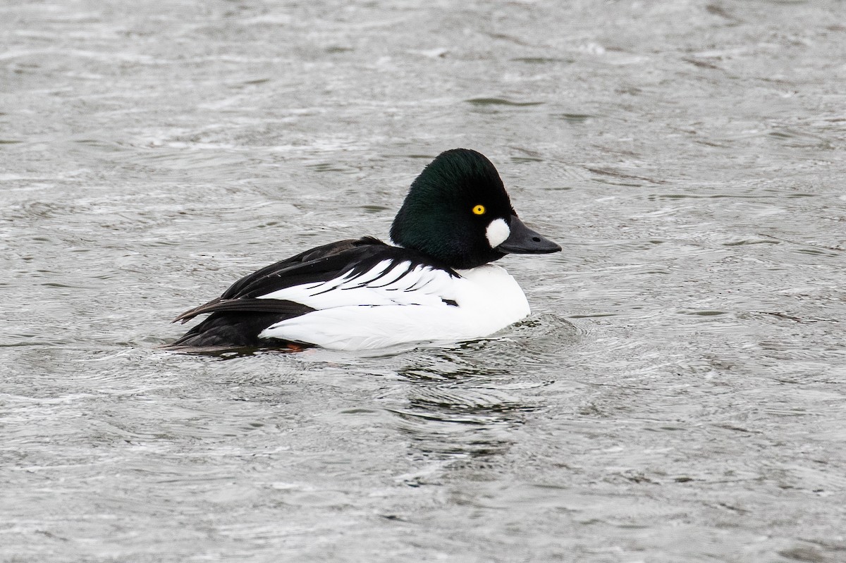 Common Goldeneye - ML143847471