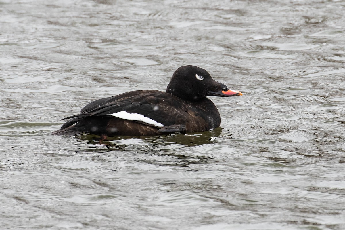 White-winged Scoter - James Kennerley