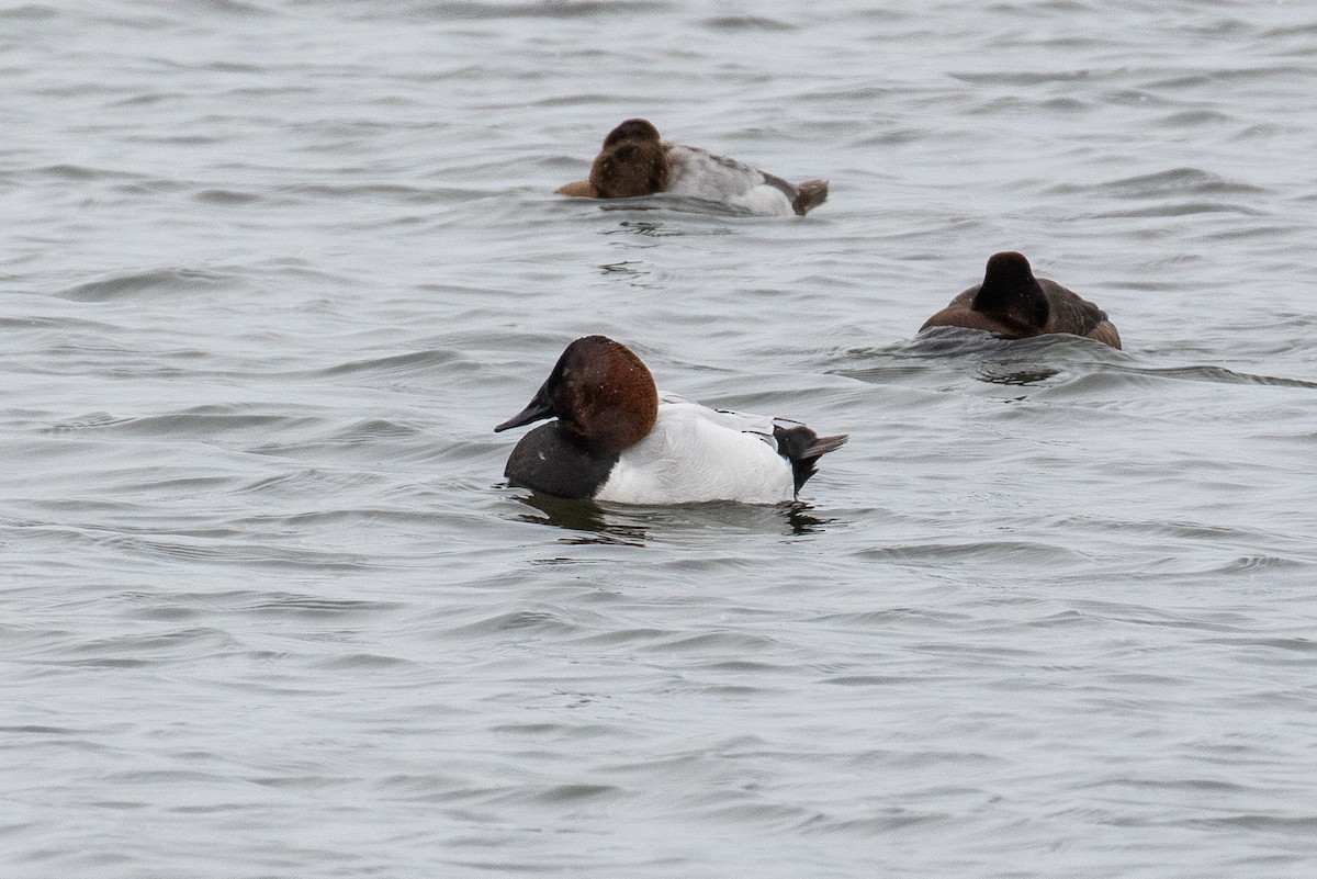 Canvasback - James Kennerley