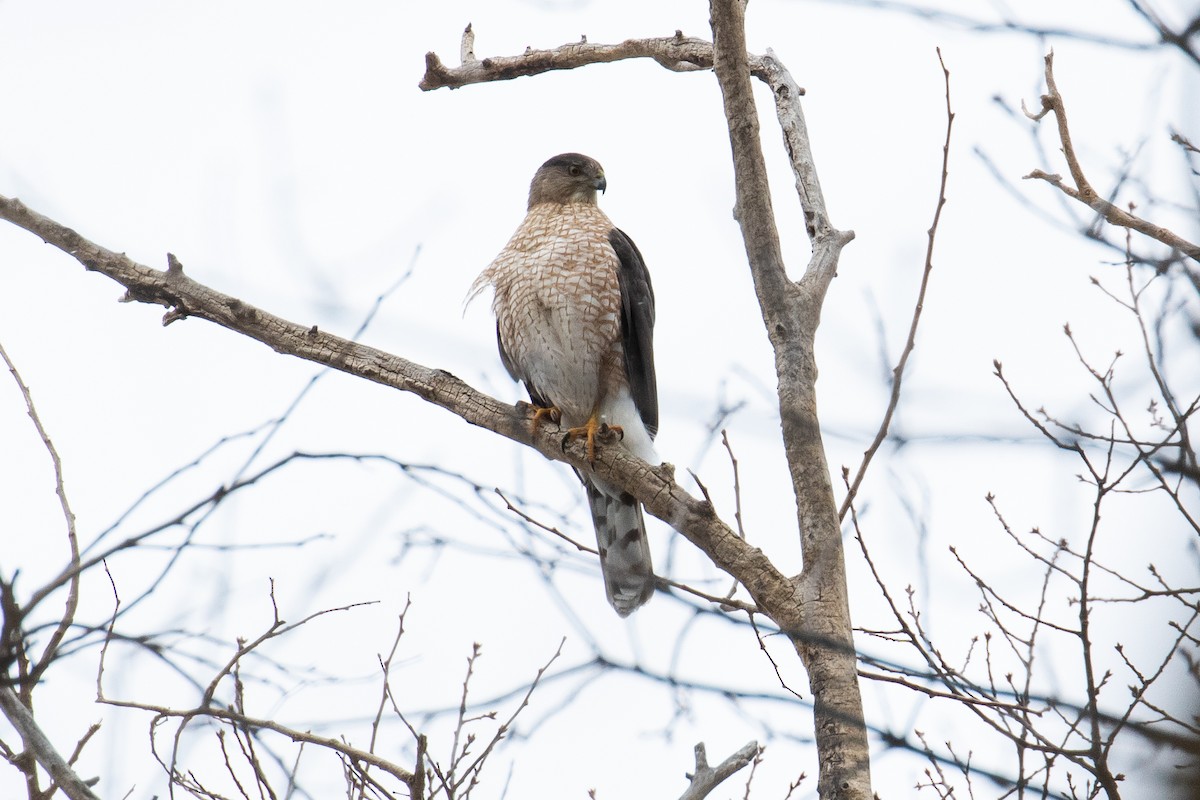 Cooper's Hawk - James Kennerley