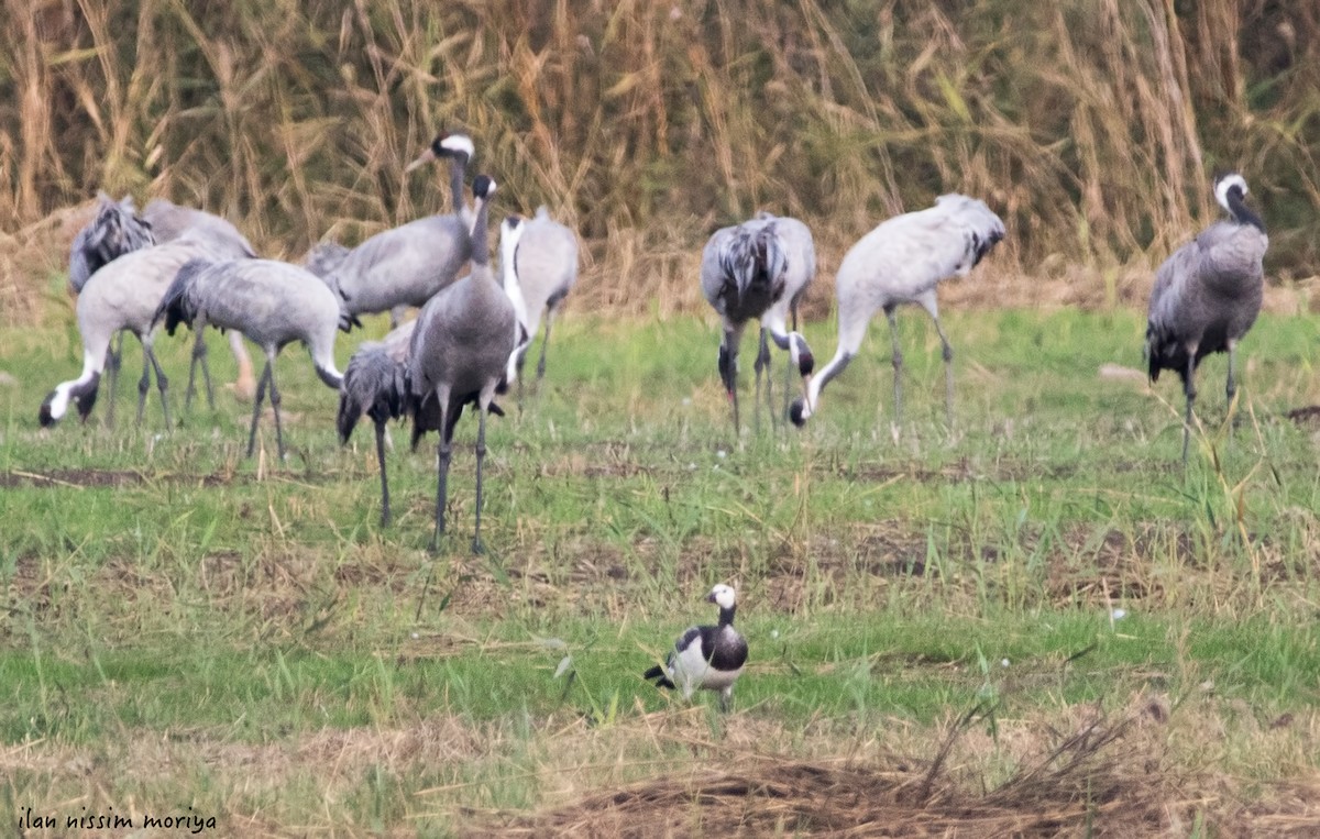 Barnacle Goose - ML143848221