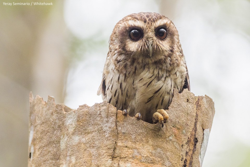Bare-legged Owl - ML143849061