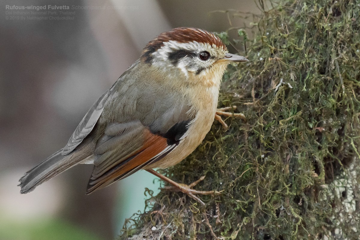 Rufous-winged Fulvetta - Natthaphat Chotjuckdikul