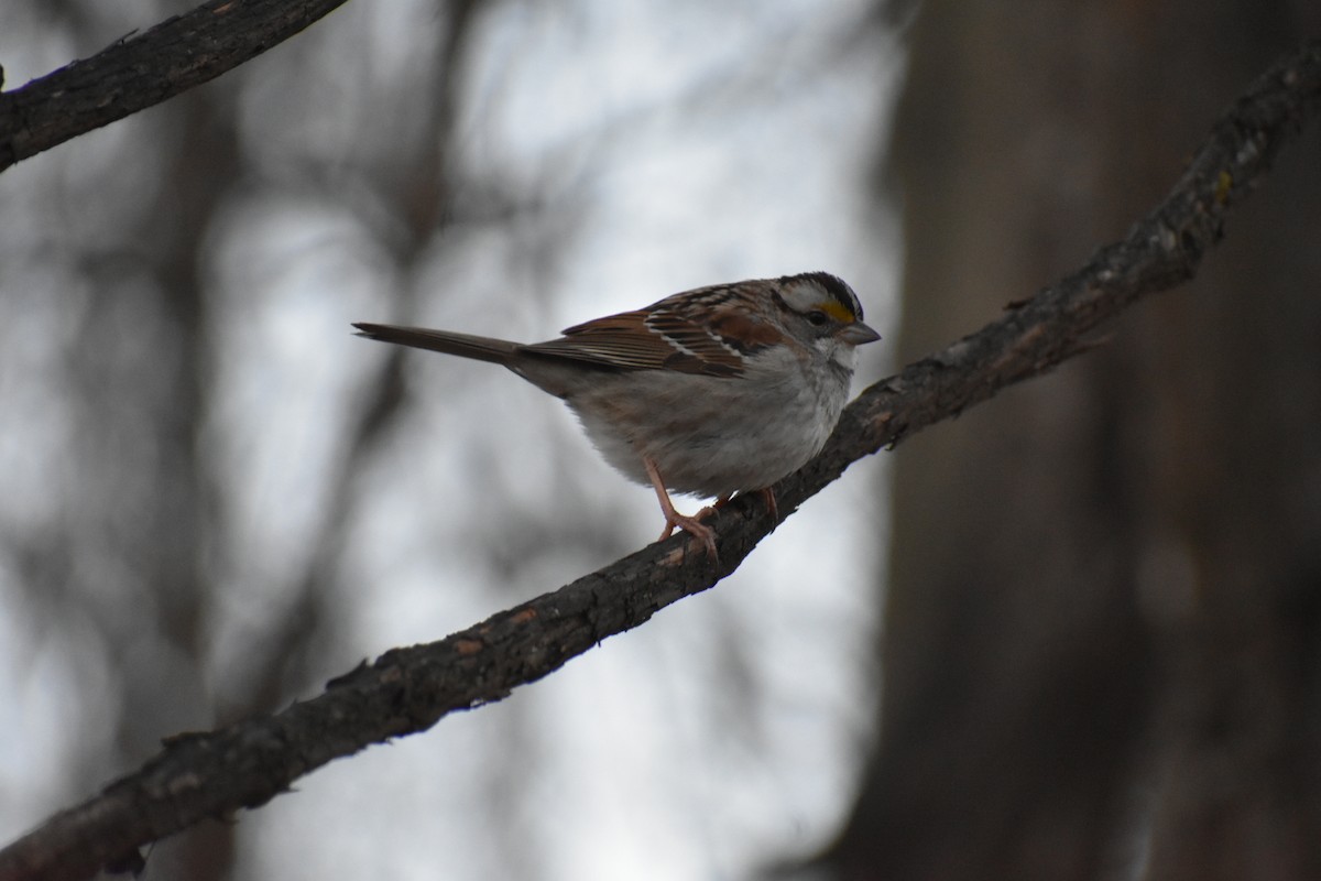 White-throated Sparrow - ML143851071