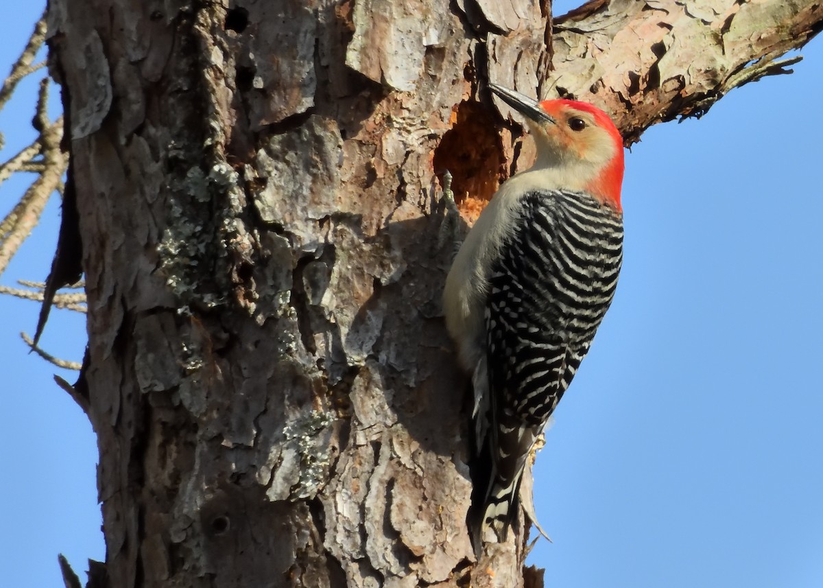 Red-bellied Woodpecker - Curtis Bumgarner