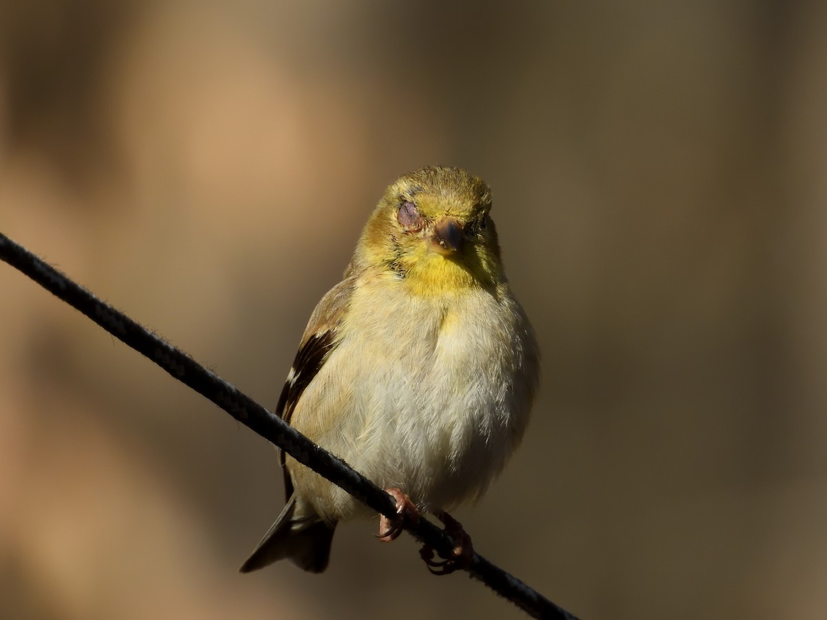 American Goldfinch - ML143852471