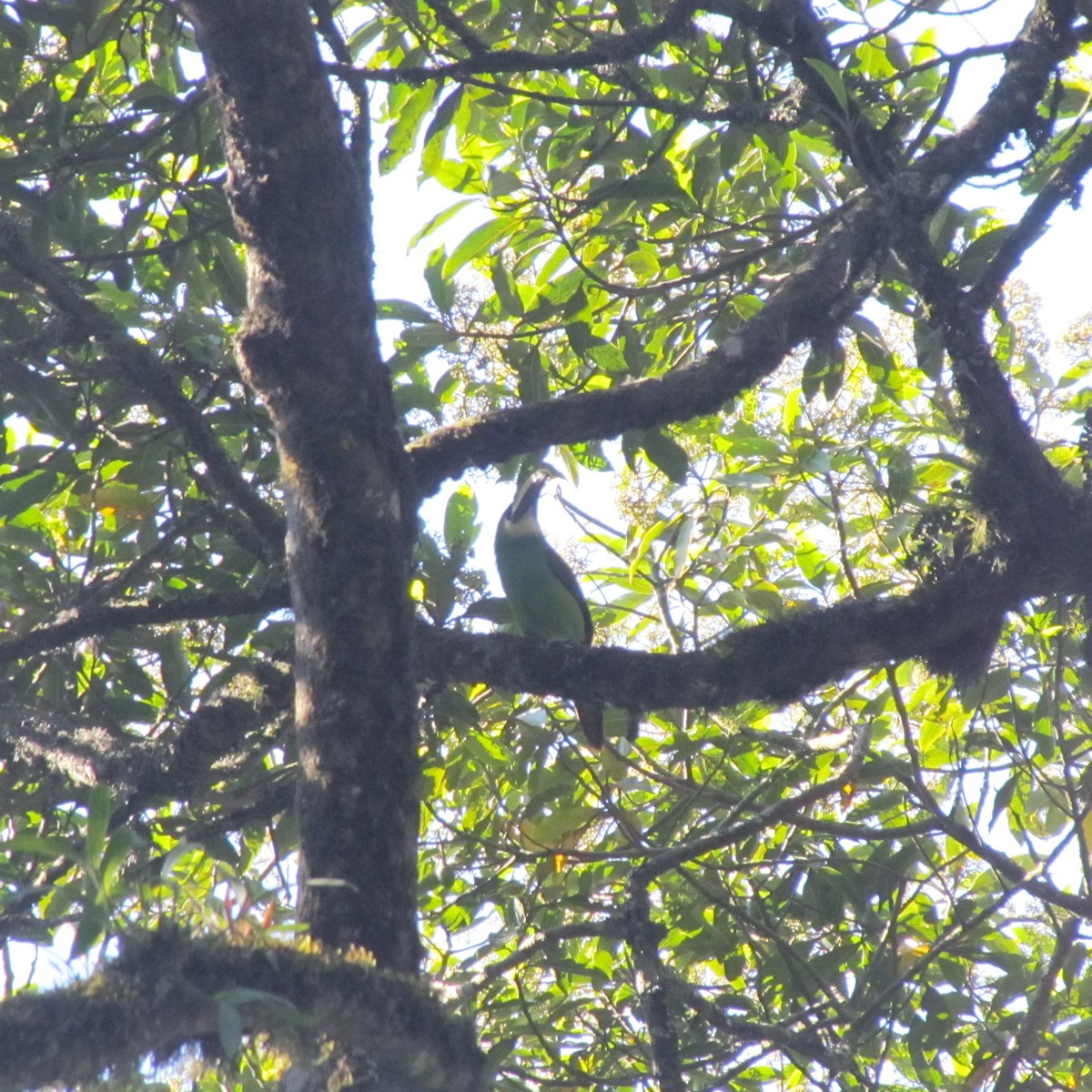 Northern Emerald-Toucanet - Roberto Olmos