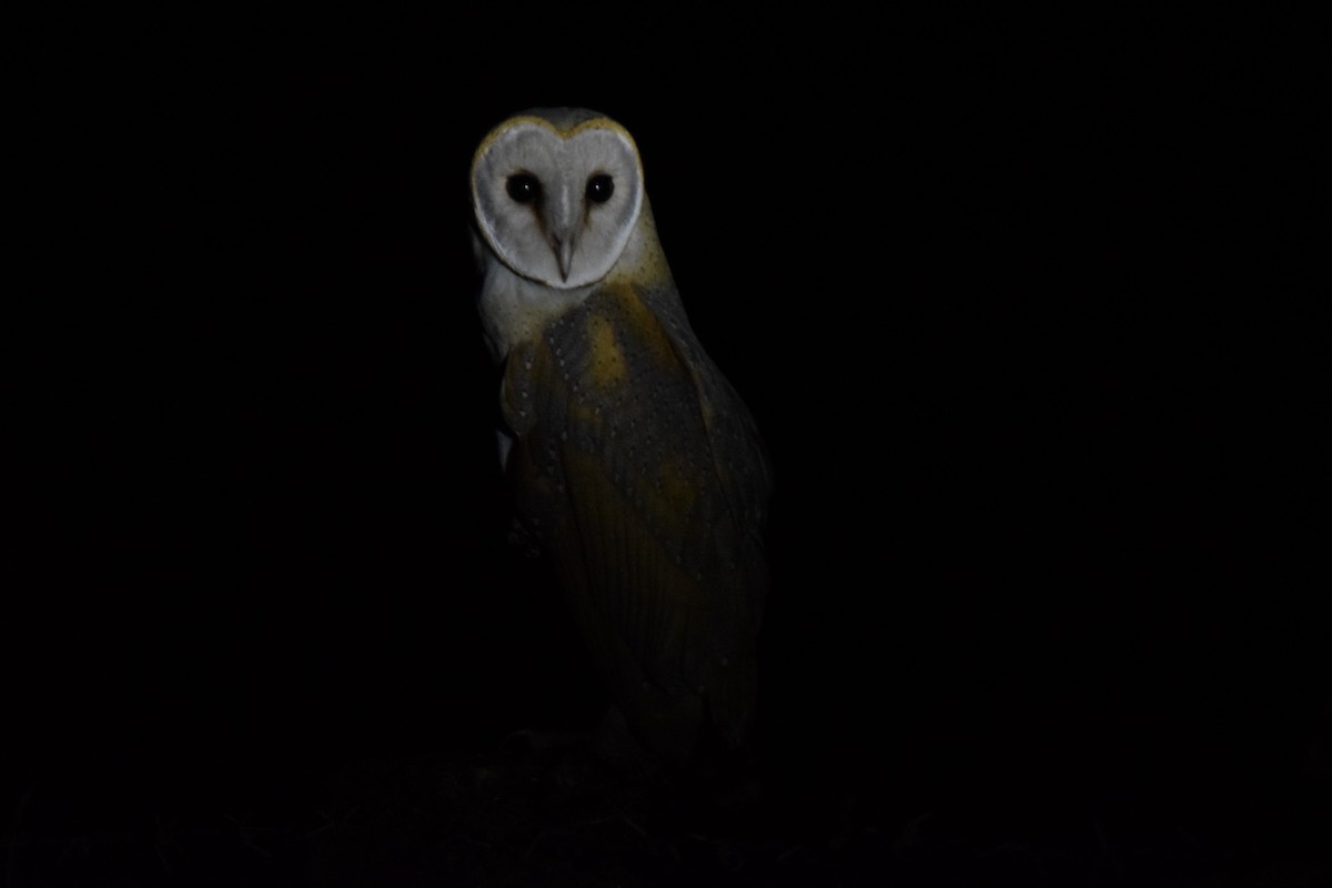 Barn Owl - ML143855411