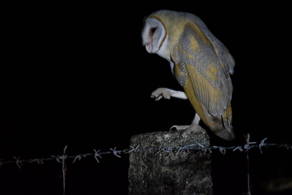 Barn Owl - Magesh Ram
