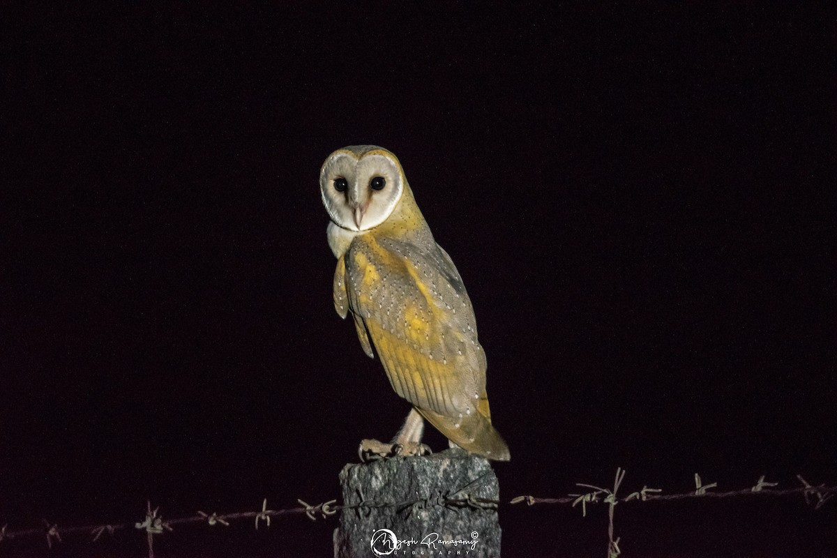 Barn Owl - ML143855561