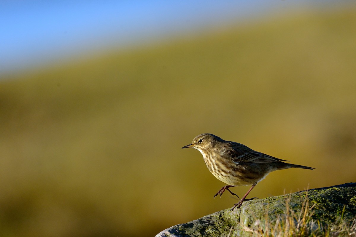 Rock Pipit - Hans Norelius