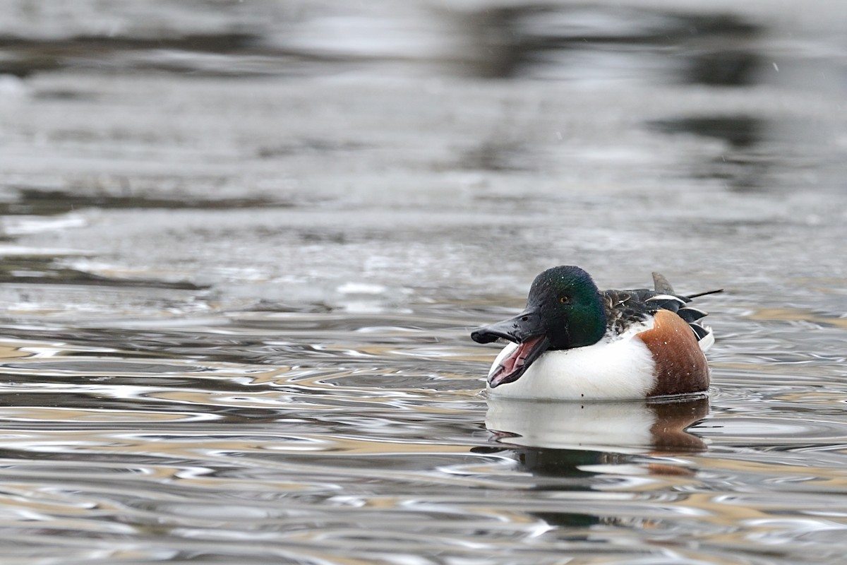 Northern Shoveler - ML143858371