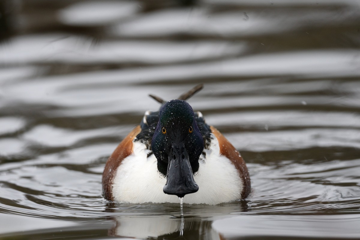 Northern Shoveler - ML143858381