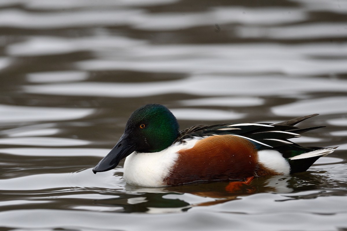 Northern Shoveler - ML143858391