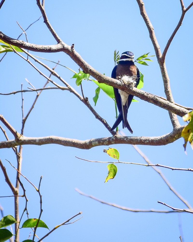 Whiskered Treeswift - JW  Mills