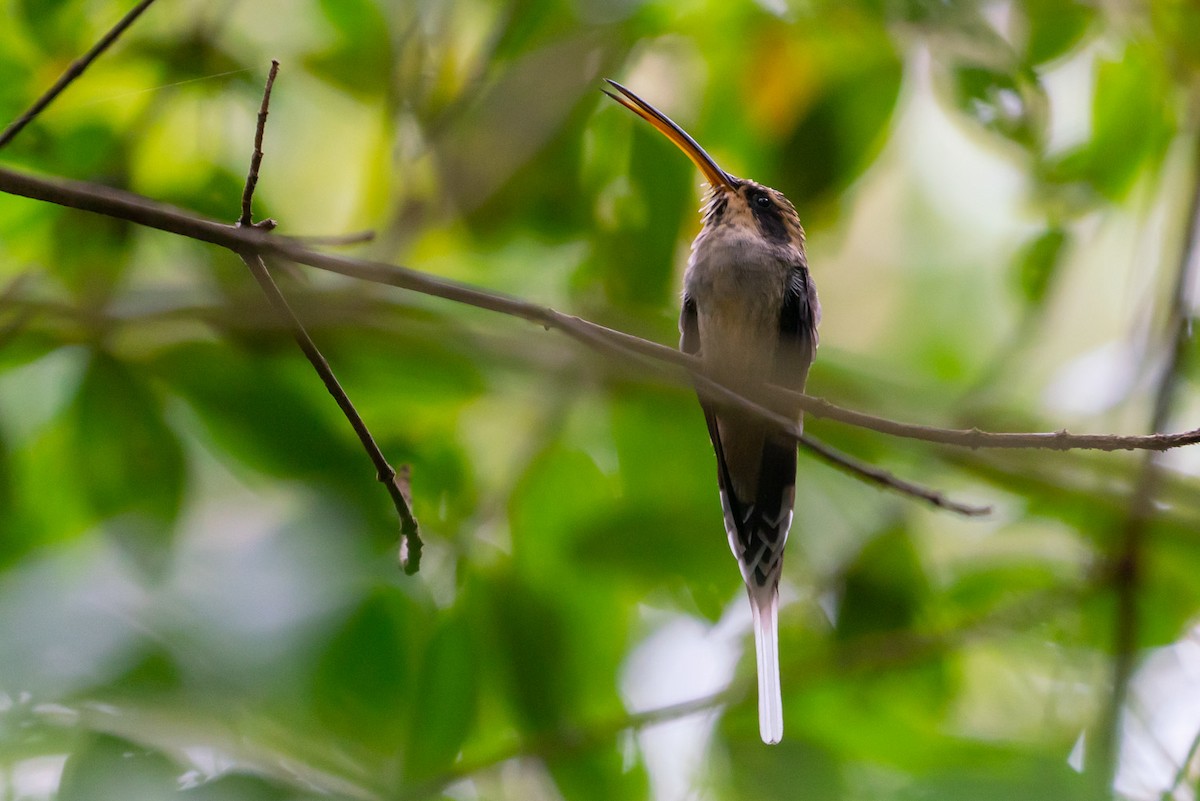 Scale-throated Hermit - ML143861461