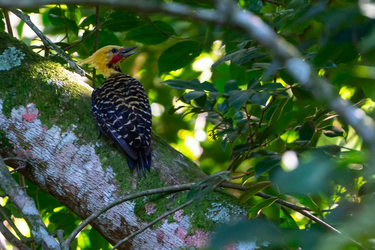 Blond-crested Woodpecker - ML143861531