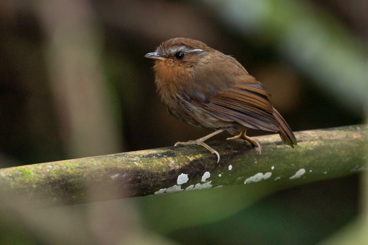 Rufous Gnateater - ML143861571