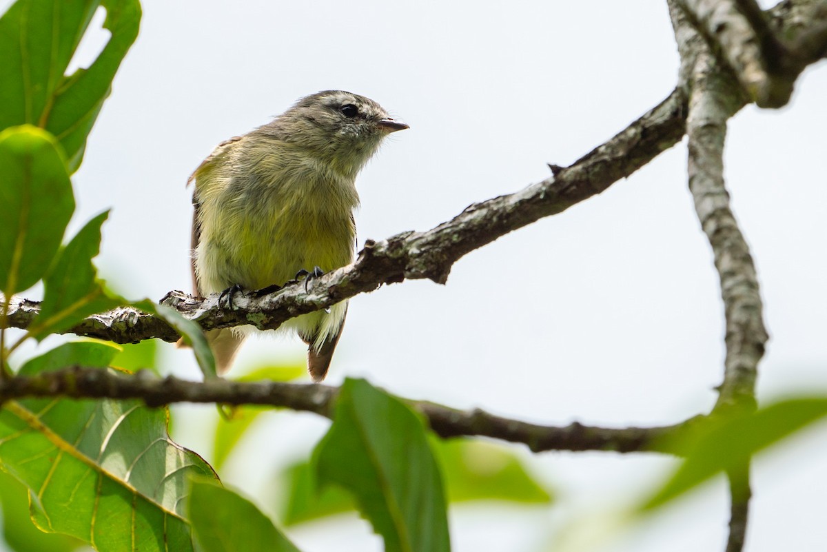 Gray-capped Tyrannulet - ML143861661