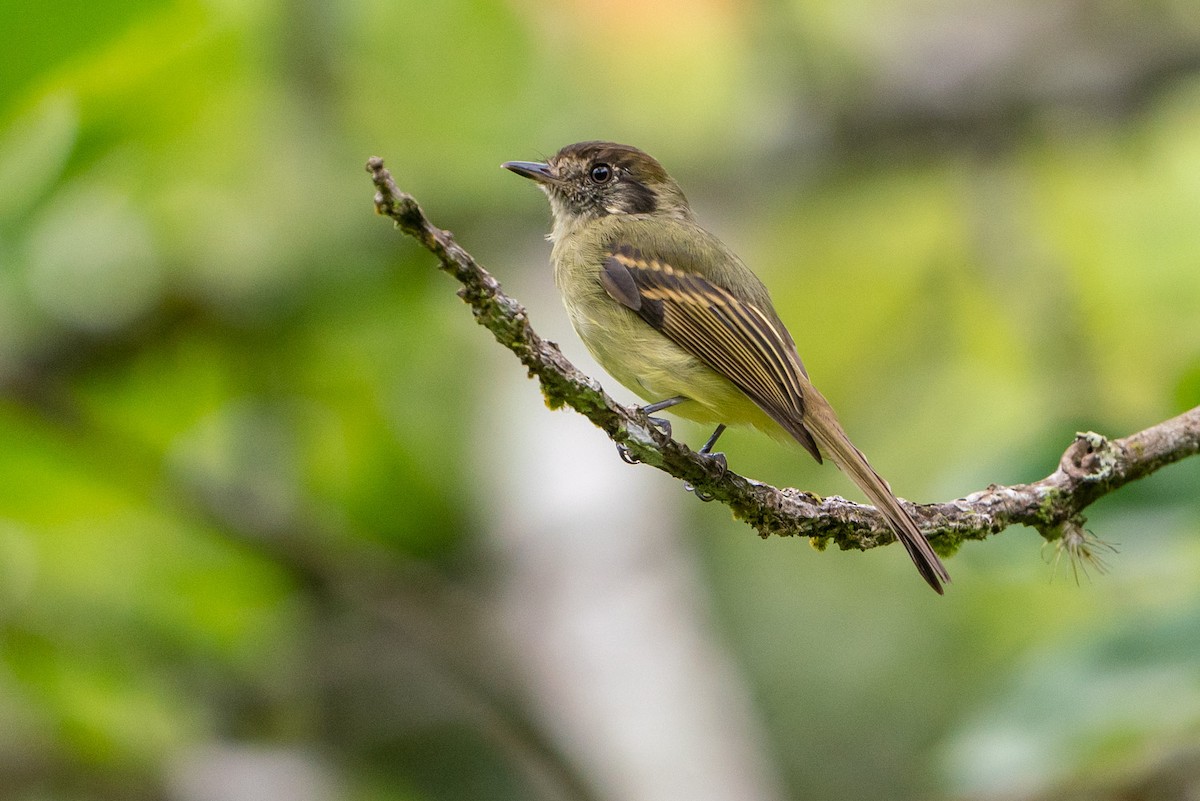 Sepia-capped Flycatcher - Joao Quental JQuental