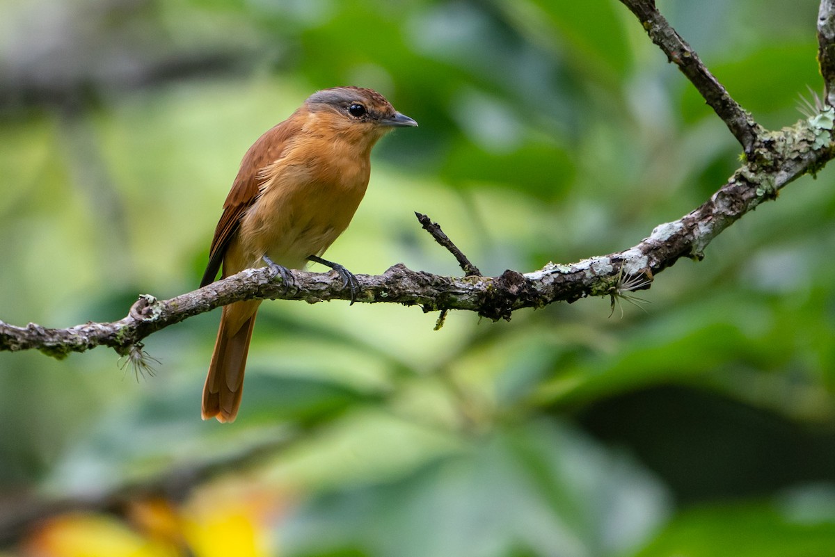 Chestnut-crowned Becard - ML143861871