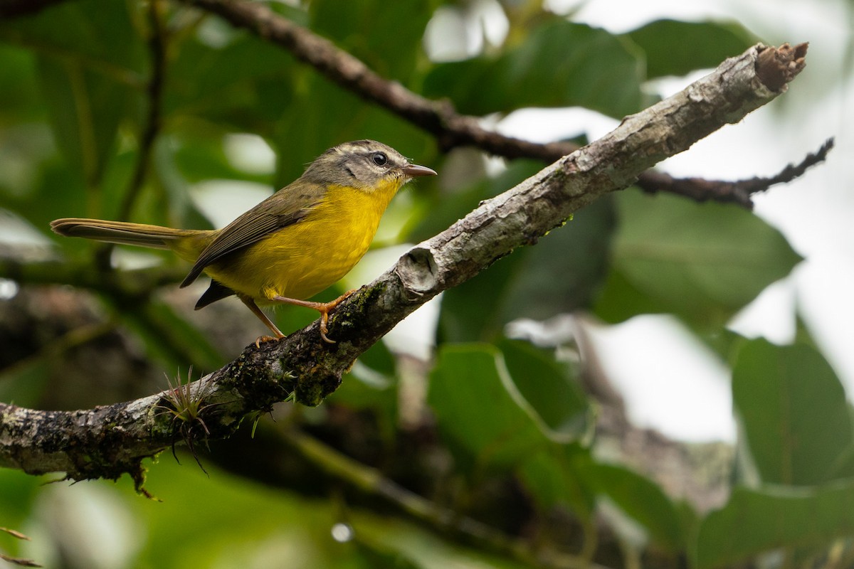 Golden-crowned Warbler - ML143861901