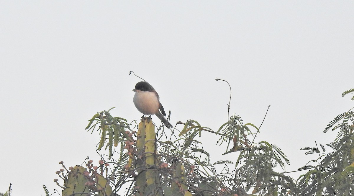 Burmese Shrike - ML143862071