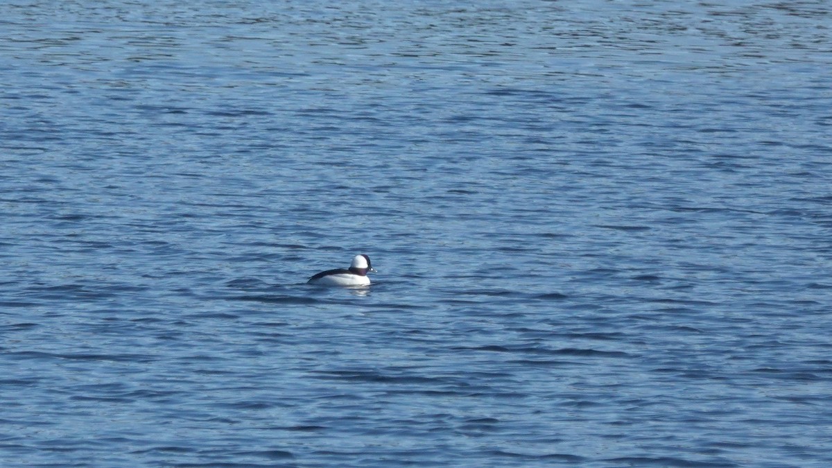 Bufflehead - ML143863491