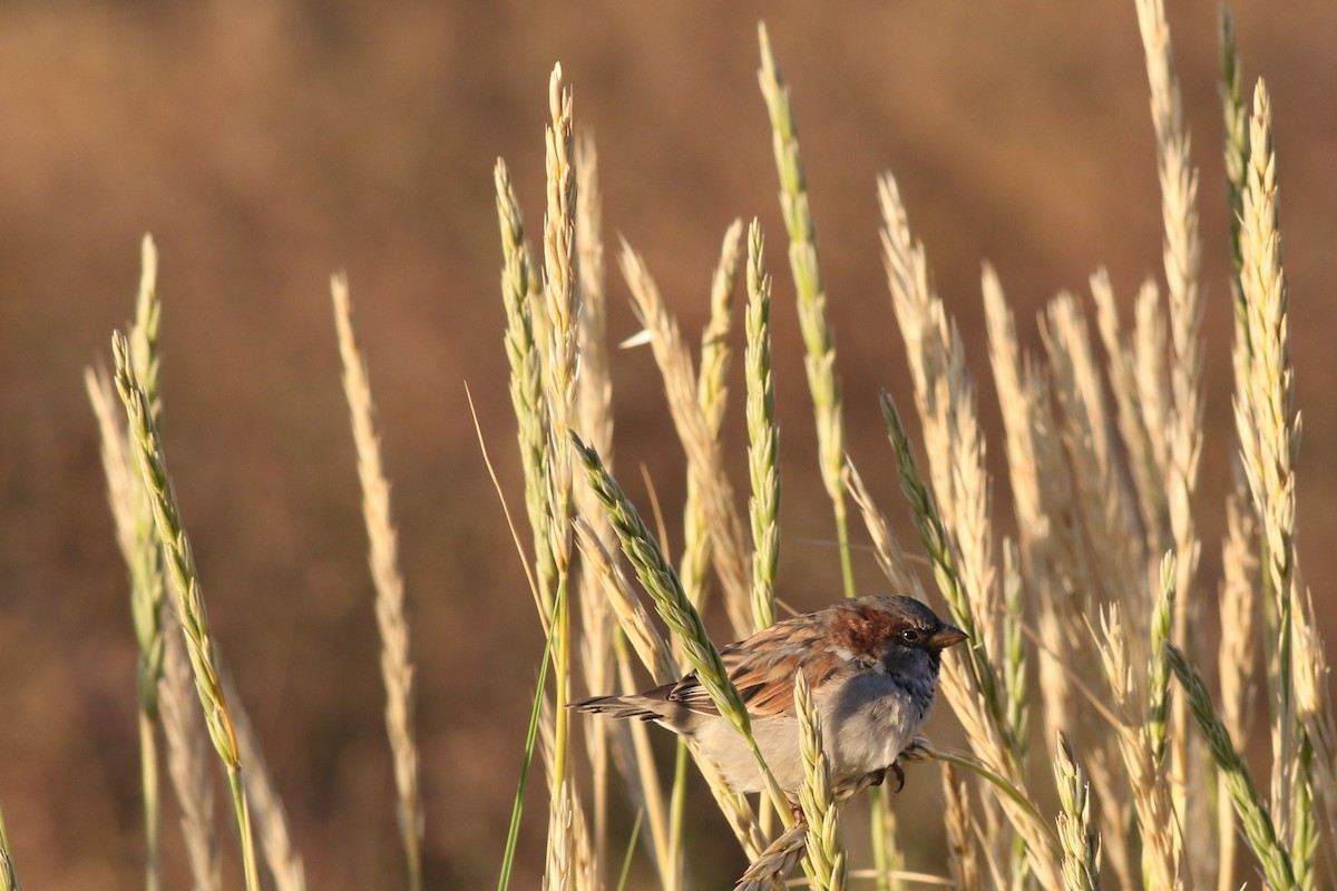 House Sparrow - ML143864671