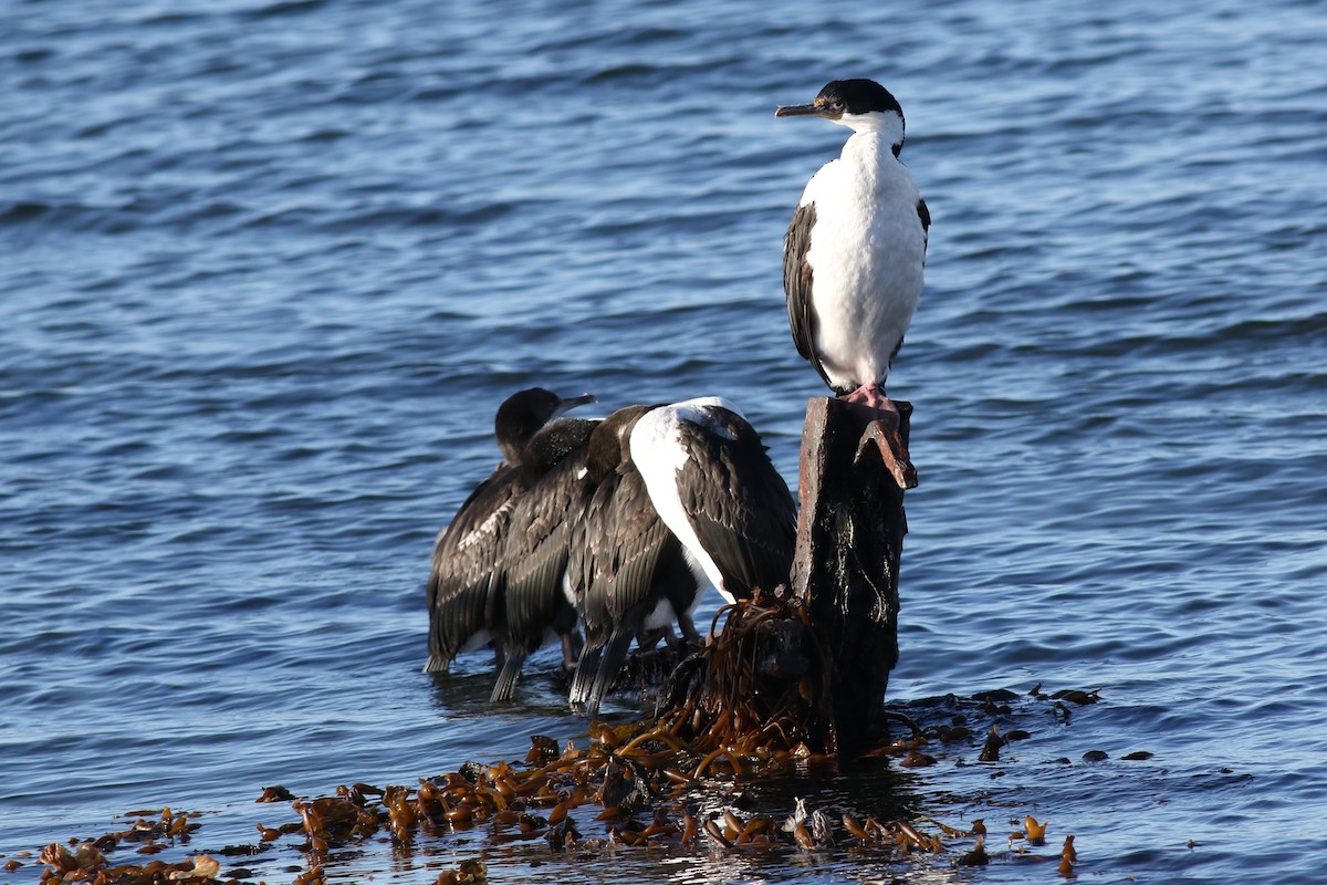 Imperial Cormorant - Margaret Viens