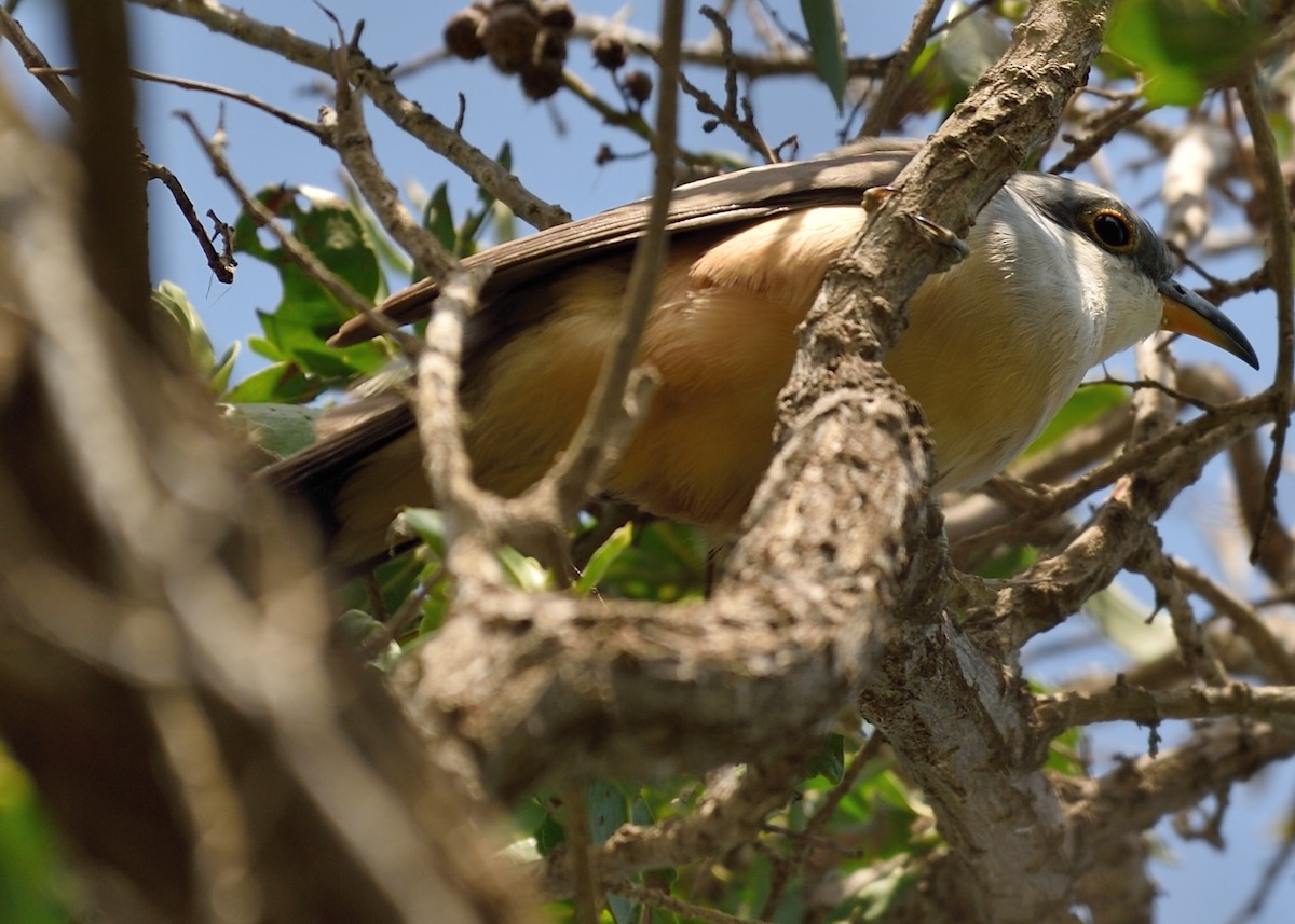 Mangrove Cuckoo - Michiel Oversteegen