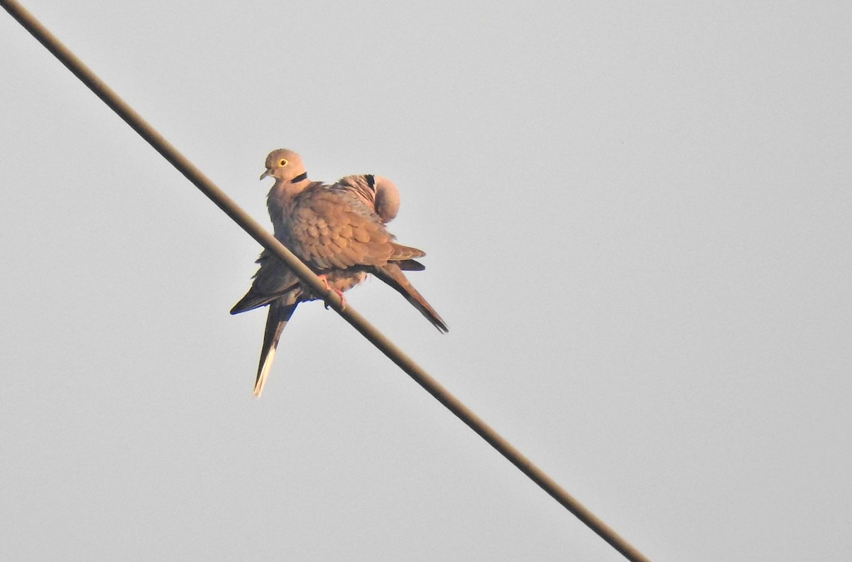 Burmese Collared-Dove - Liao Tzu-Chiang