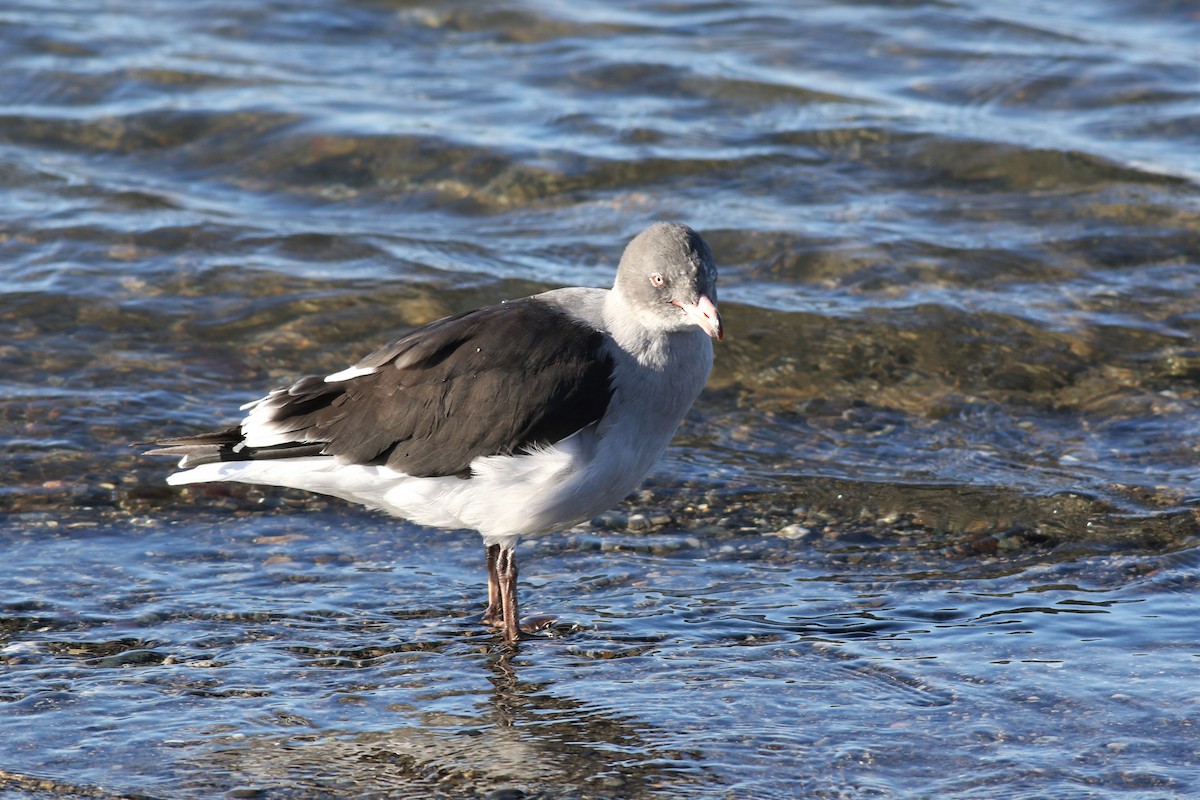 Dolphin Gull - Margaret Viens