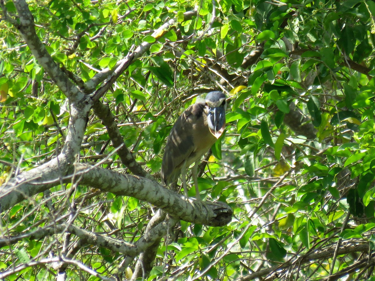 Boat-billed Heron - John van Dort